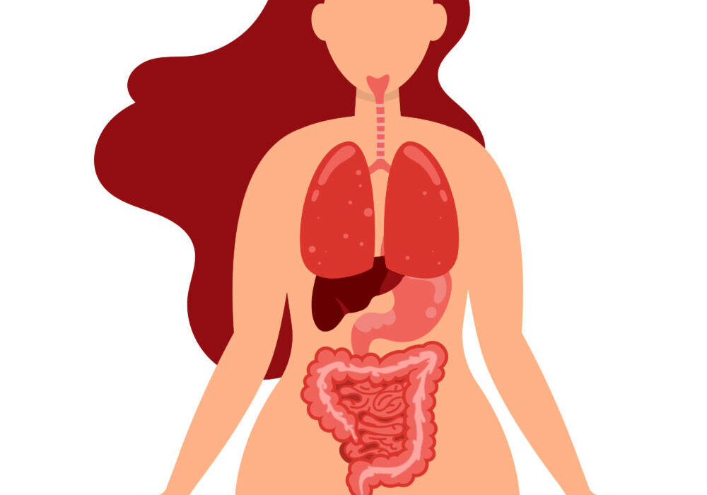 Human body health care infographics of lungs, digestive tract, large intestine, liver and stomach. Infographics elements diagarms and copy space