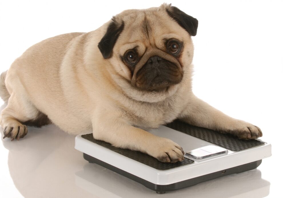 cachorro-na-balanca-obesidade-canina-10385-5
