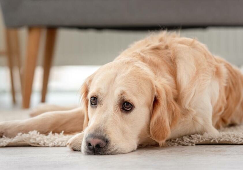Golden retriever dog lies on the floor with sad eyes at home. Scaleup portrait of cute doggy