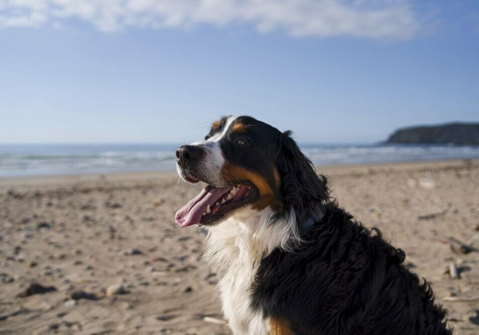 dog-having-fun-beach