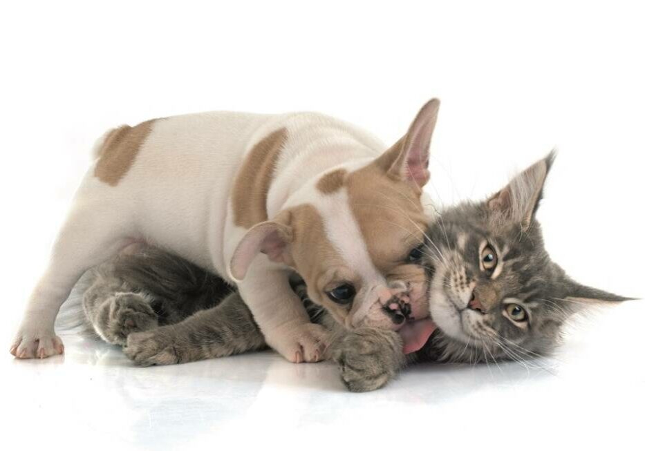 puppy french bulldog and maine coon cat in front of white background